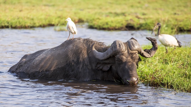 African Buffalo (Syncerus caffer), Chobe National Park, Kasane, Botswana